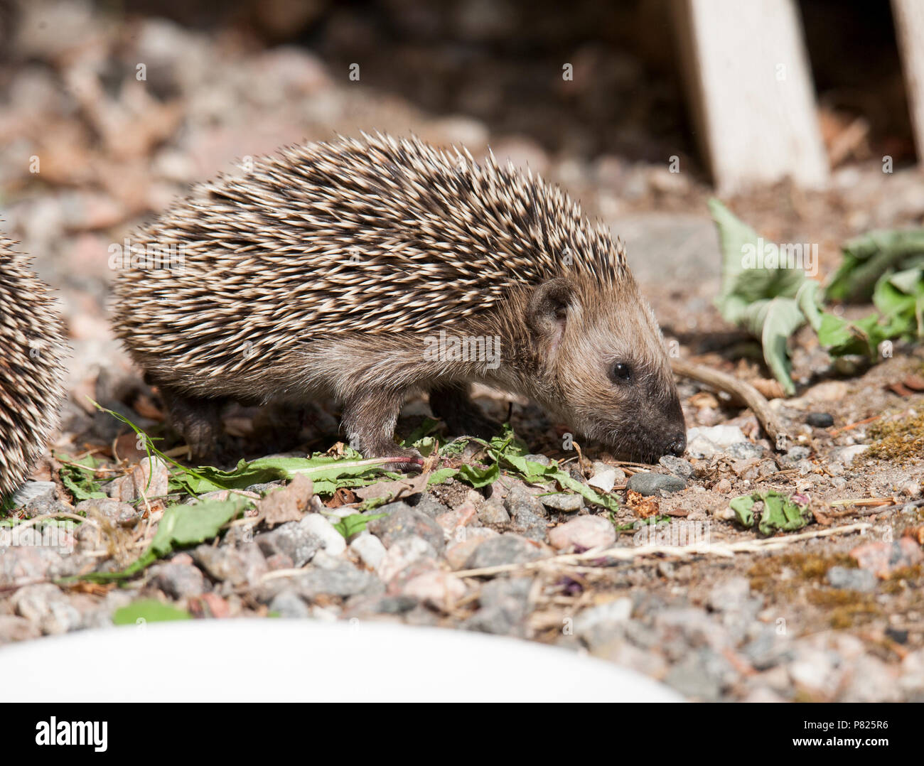 Riccio europeo 2018 Foto Stock