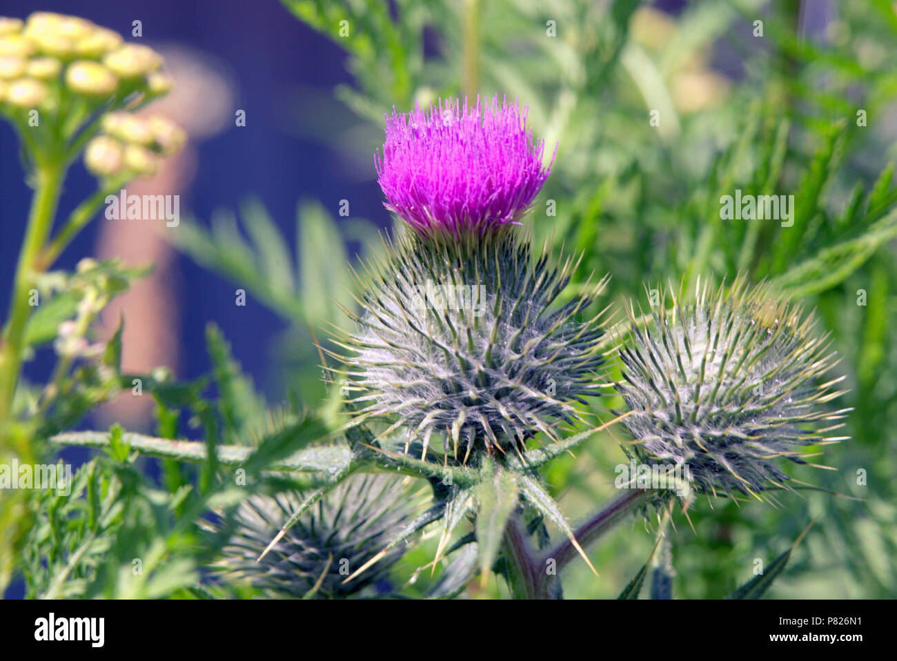 Il cardo scozzese sono fuori sul canale di Forth e Clyde Foto Stock