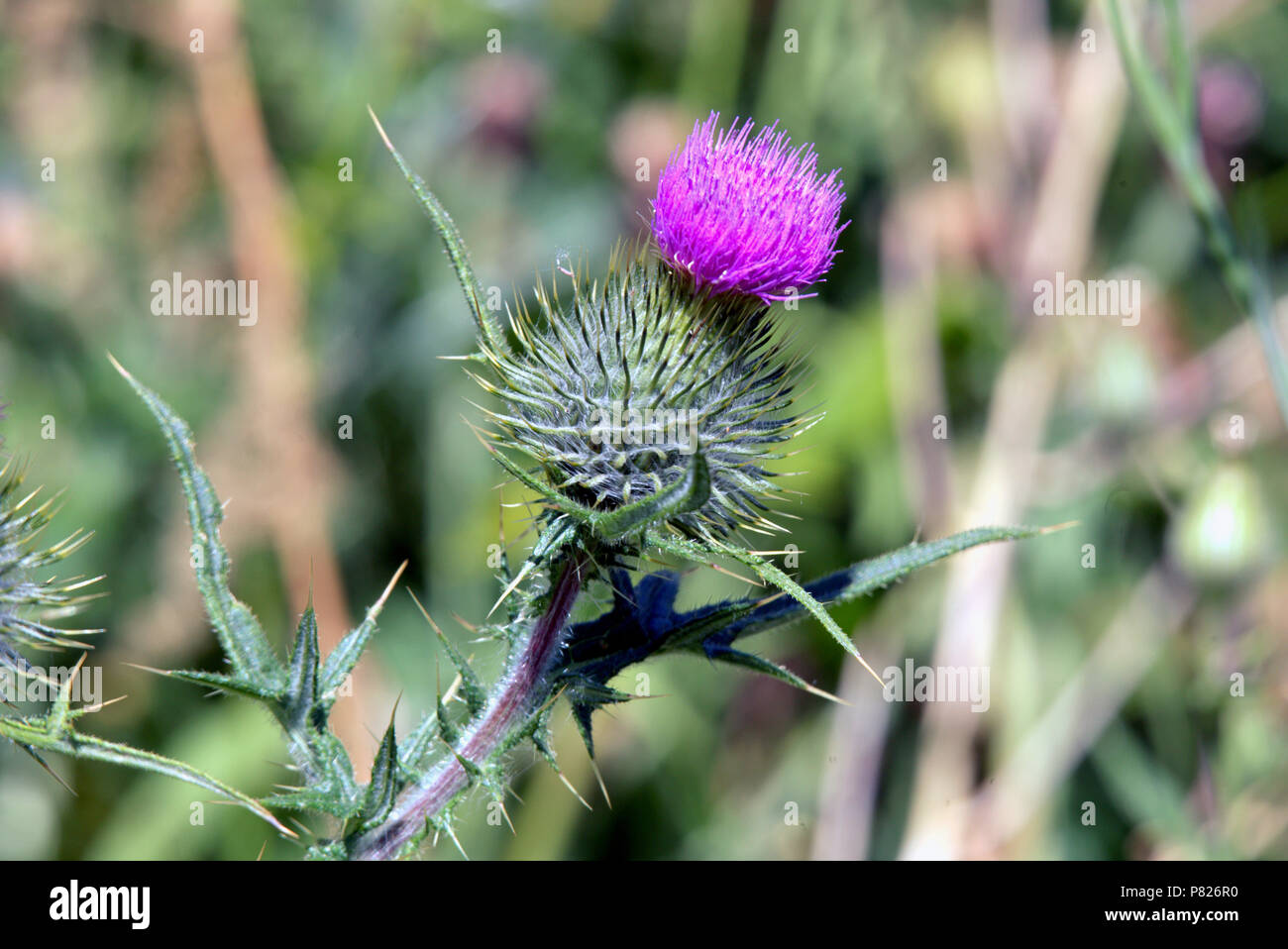 Il cardo scozzese sono fuori sul canale di Forth e Clyde Foto Stock