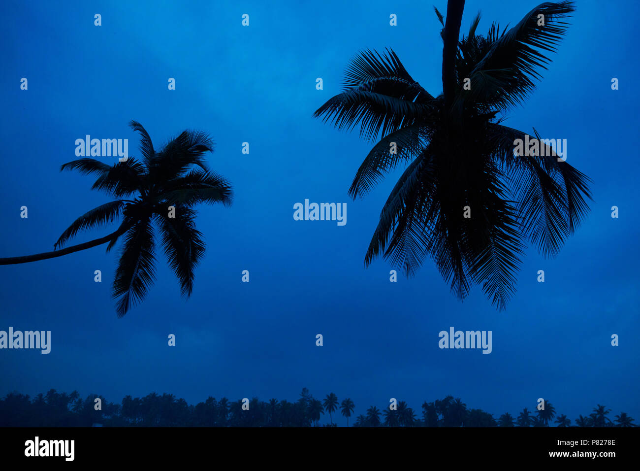 In contrasto palme contro un luminoso cielo blu. Le palme in spiaggia. Foto Stock