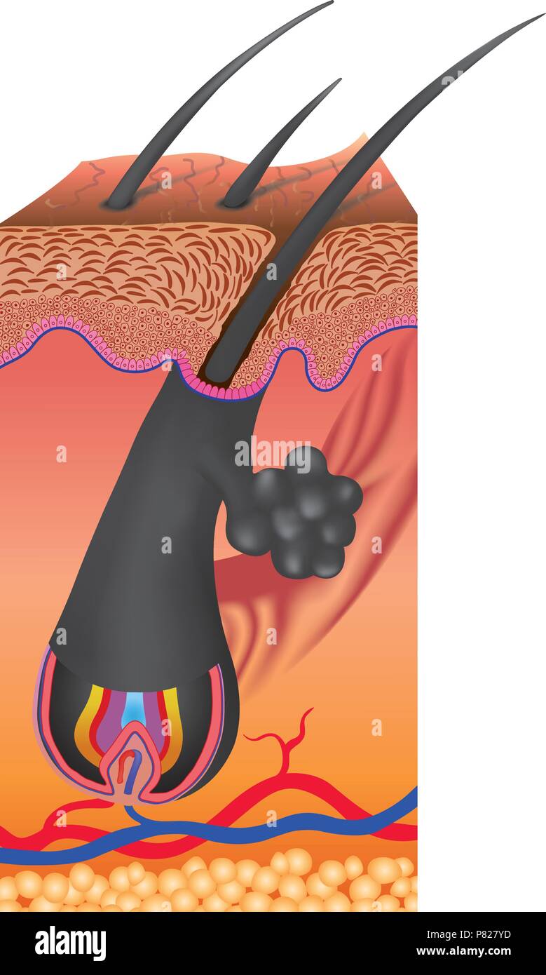 Capelli segue un determinato ciclo di crescita con tre distinti e fasi contemporanee anagen e catagen e telogen fasi Illustrazione Vettoriale