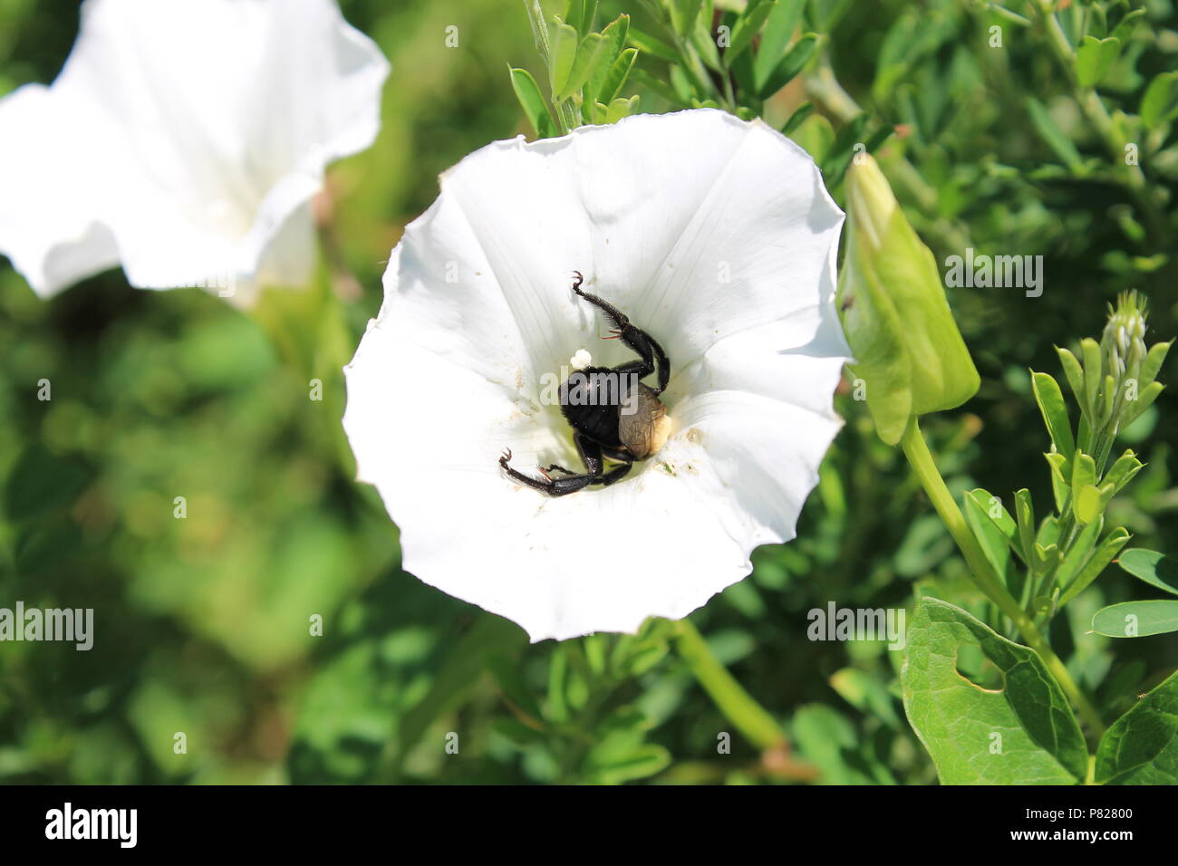 Un miele delle api rende il round con fiori di colore bianco. Foto Stock