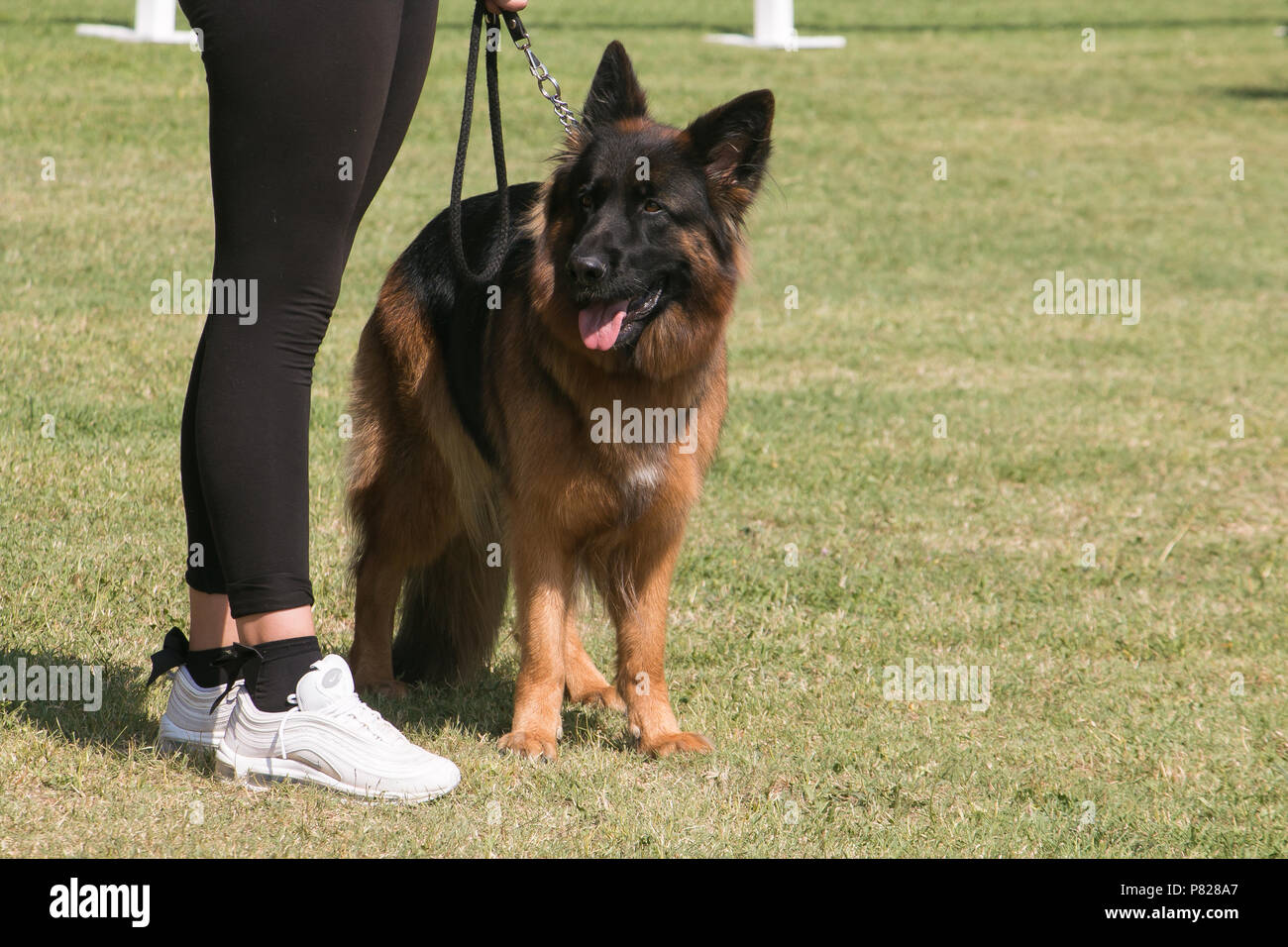 Ritratto di bella pastore tedesco cane in erba Foto Stock