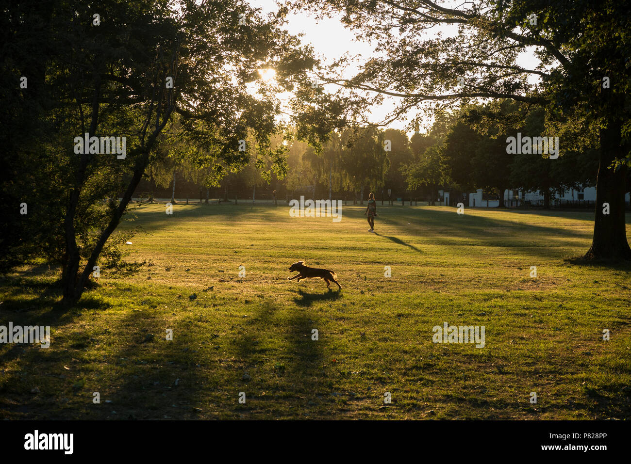 Un Happy dog viene eseguito su un parco di Londra come il sole scende Foto Stock