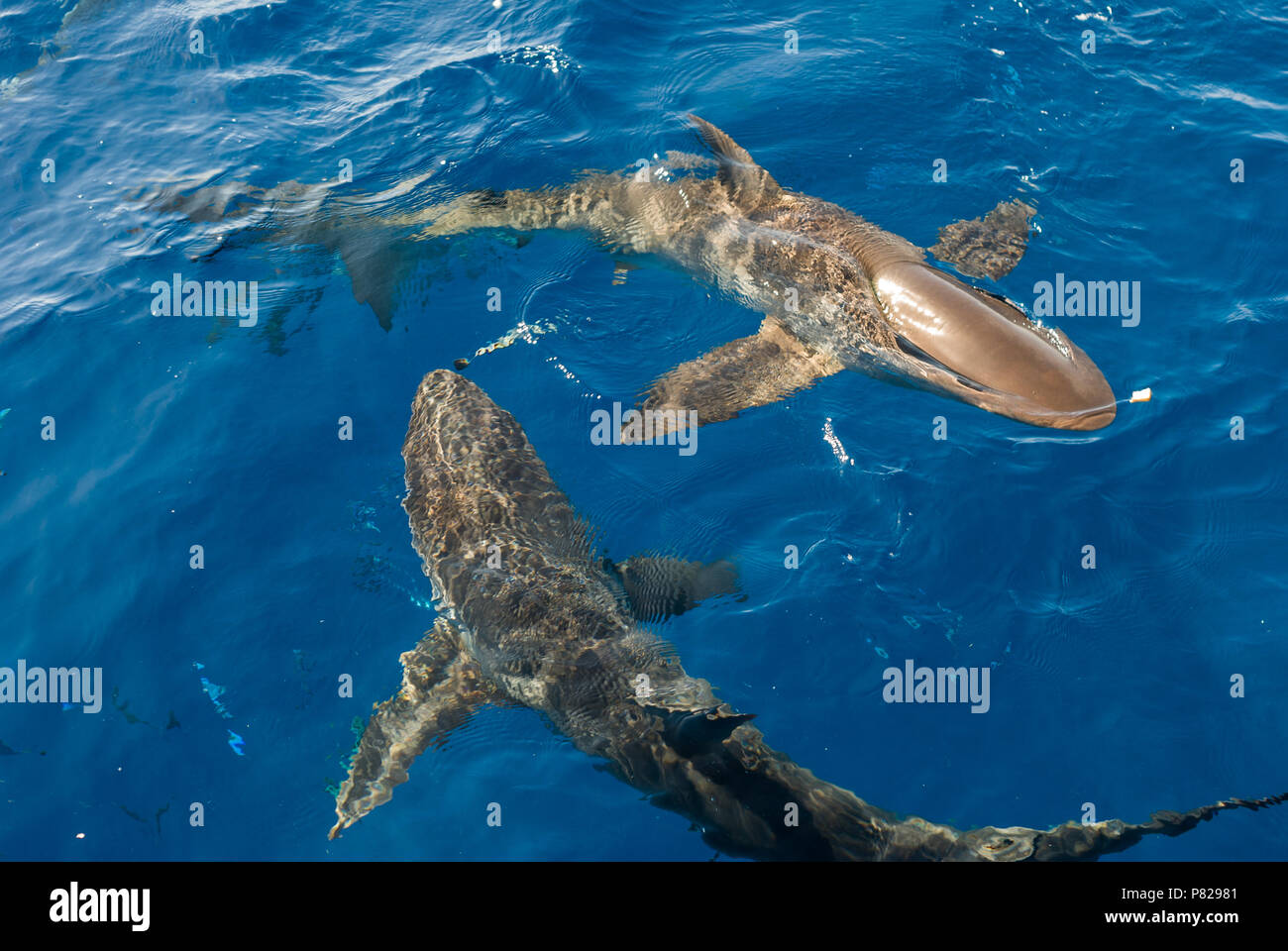 Requiem shark Carcharhinus falciformis, sulla superficie, Mar Rosso, Egitto Foto Stock