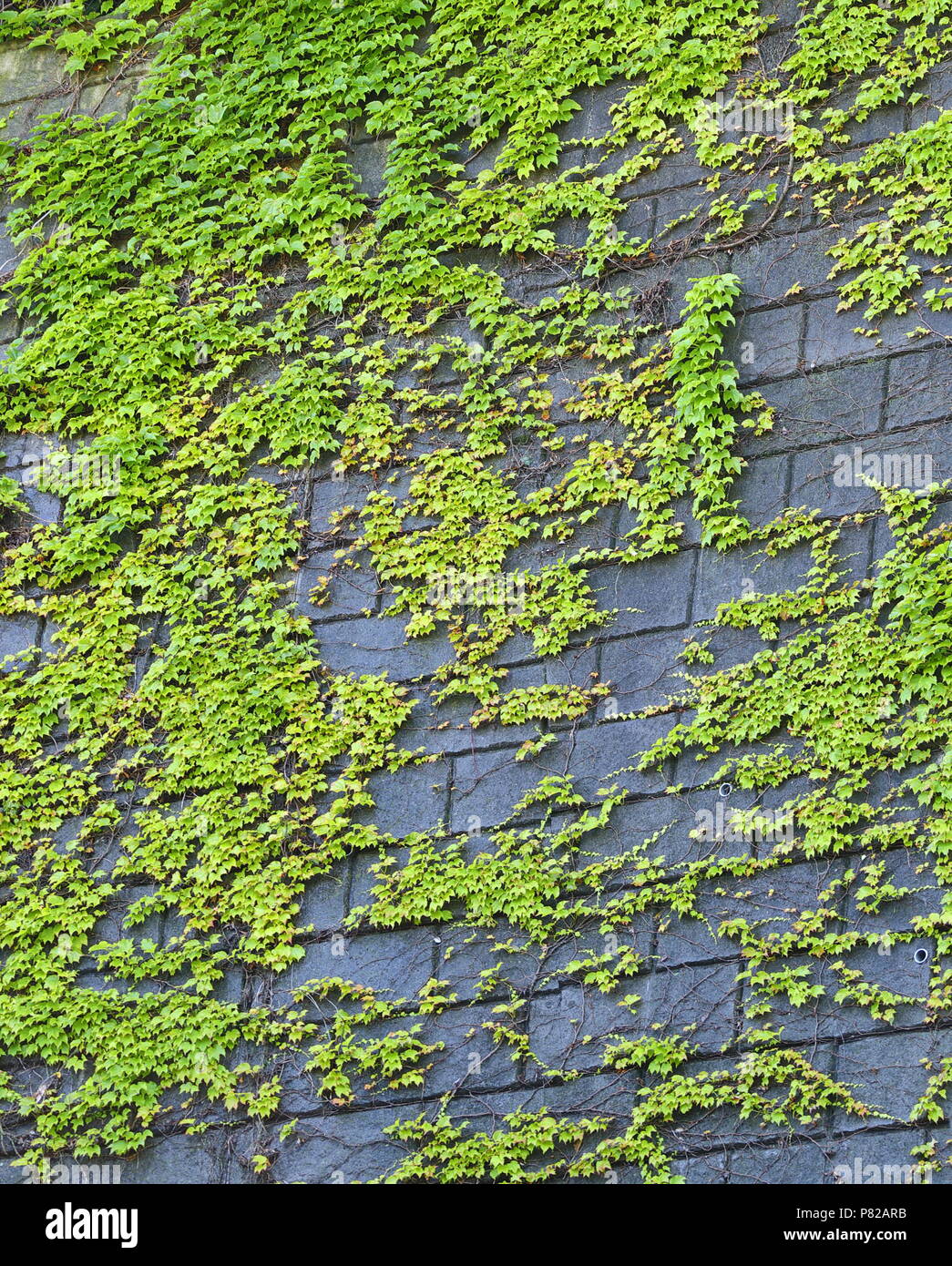 Verde edera sul vecchio muro Foto Stock