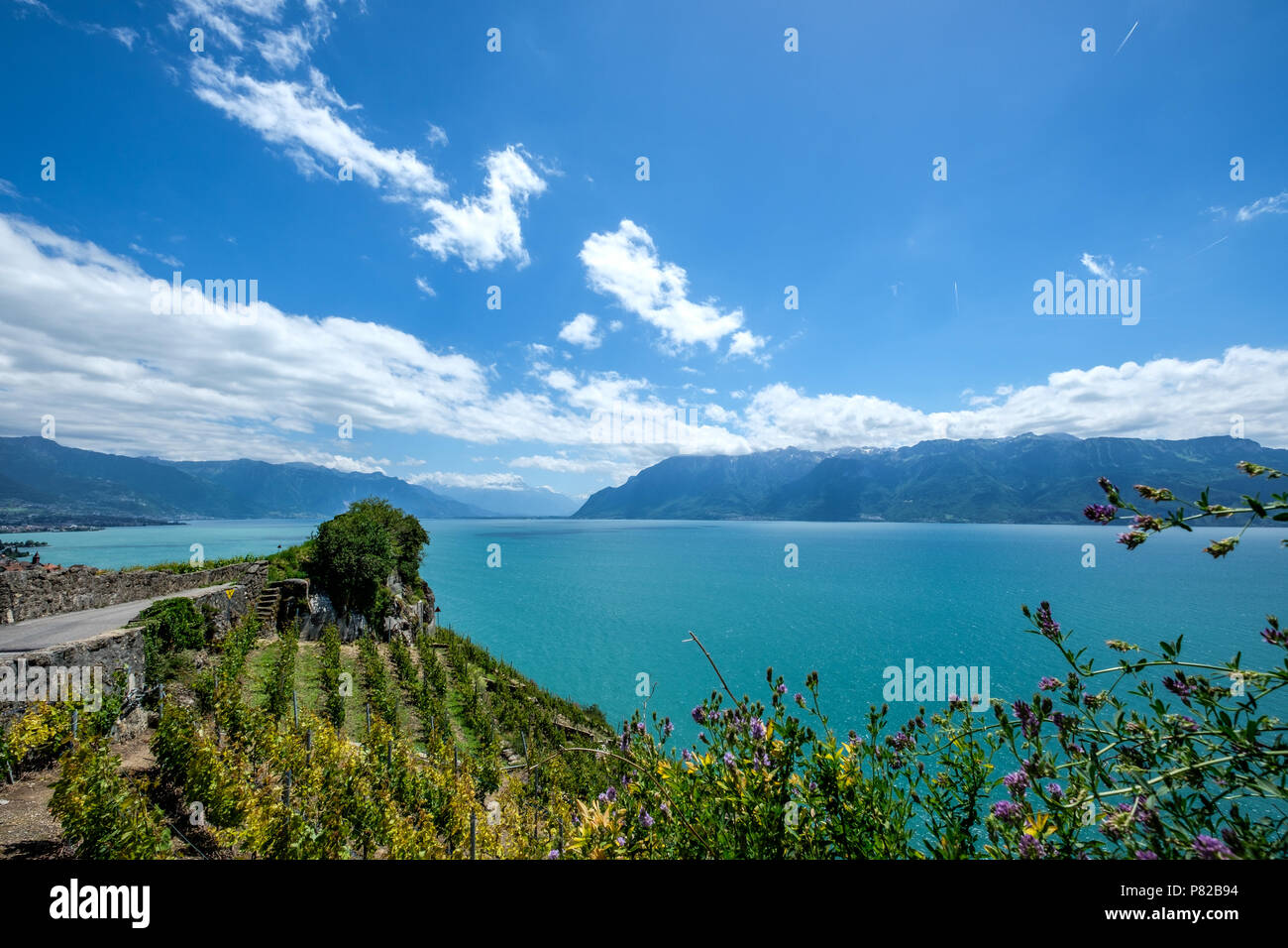 Il lago di Ginevra si vede dal Lavaux, terasses vicino a Chexbres, Vaud, Svizzera. Foto Stock