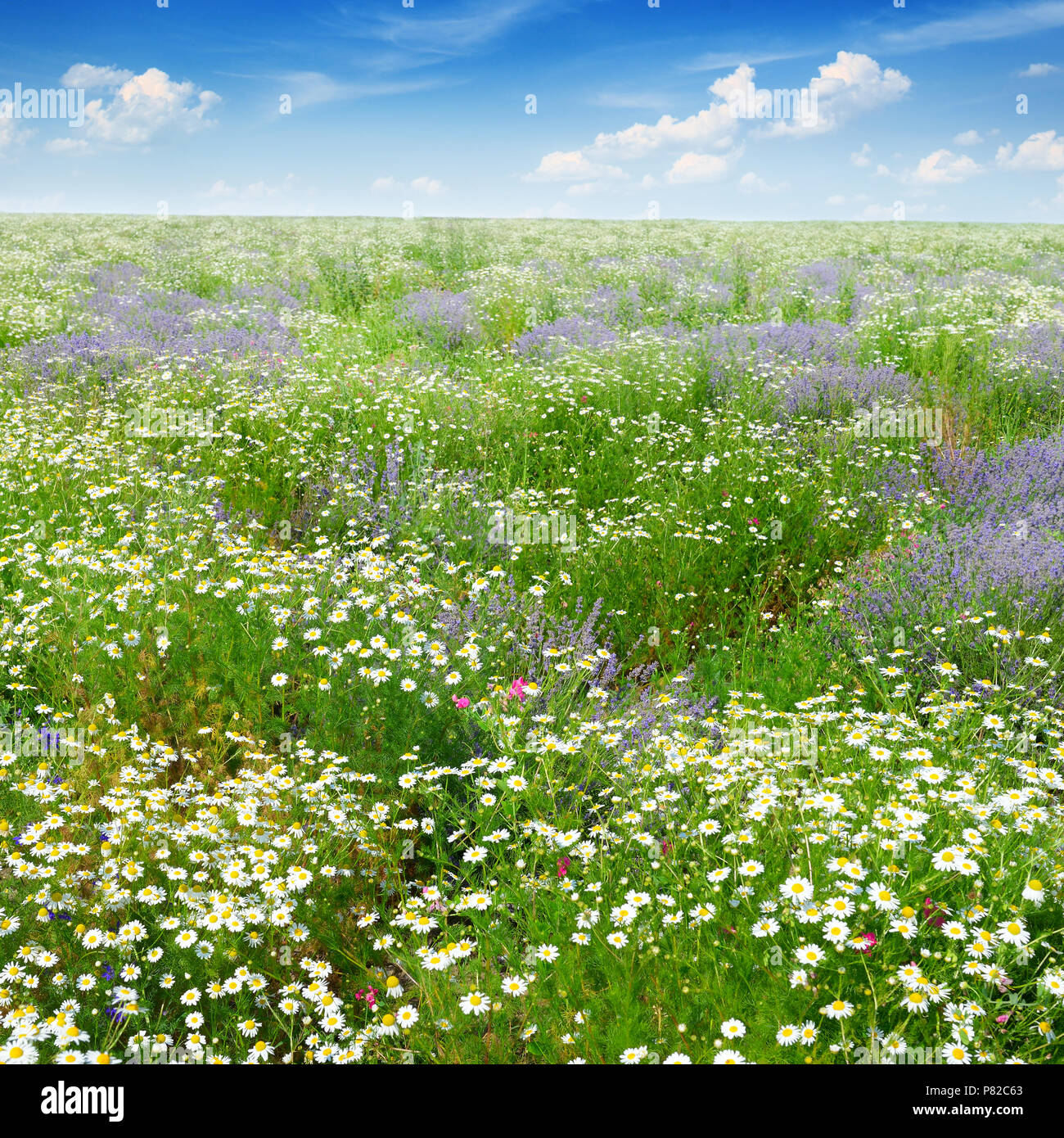 Il pittoresco campo coperto con erba, lavanda, margherite e altri fiori. Foto Stock