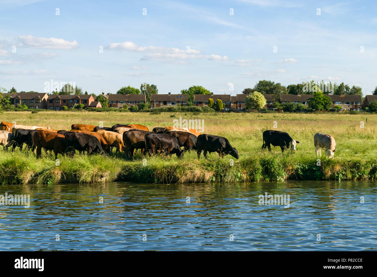Una mandria di mucche al pascolo lungo il fiume Cam in un campo con case in background, Cambridge, Regno Unito Foto Stock