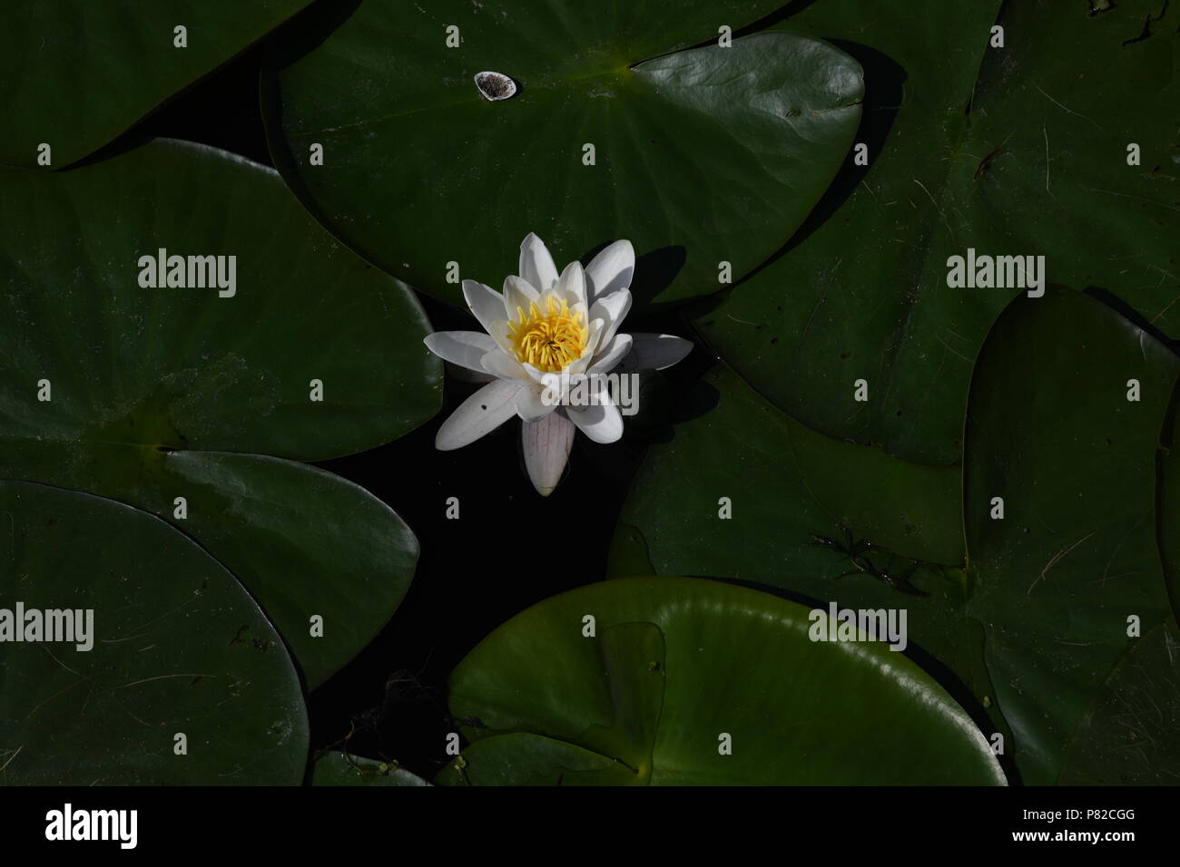 Waterliliy Foto Stock