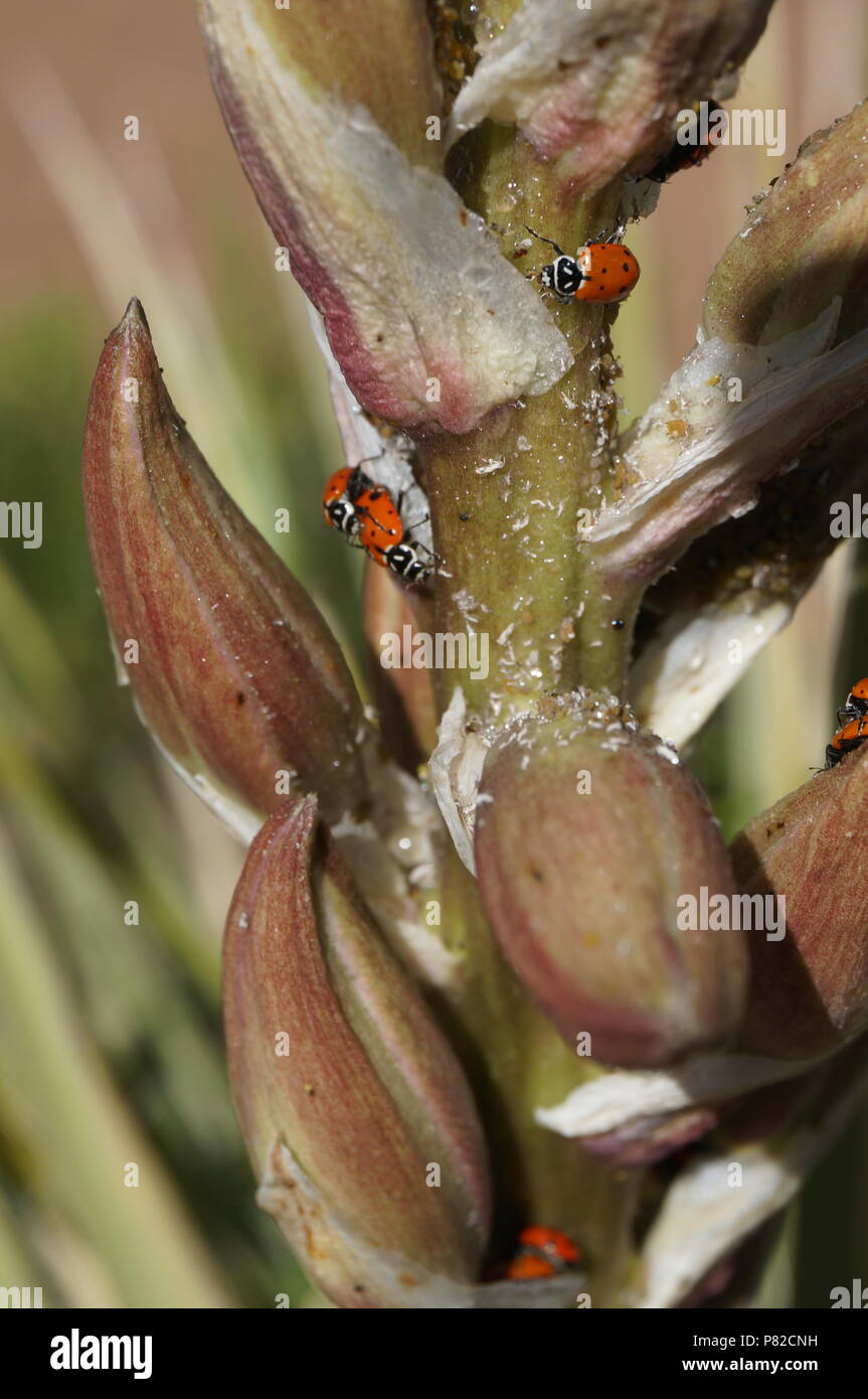 Lady bug coniugata Foto Stock