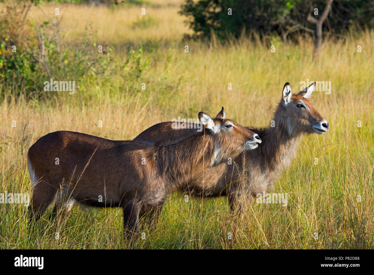 Waterbuck, Kobus ugandese Defassa, Queen Elizabeth National Park, Uganda, Africa orientale Foto Stock