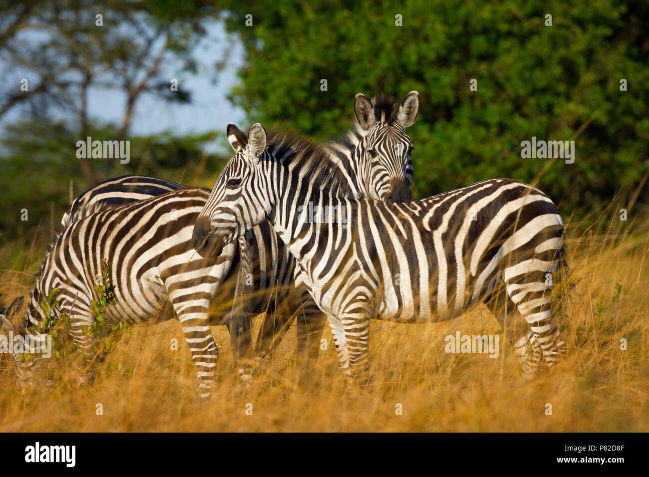 Zebra, zebre, Equus quagga al Lago Mburo National Park, Uganda, Africa orientale Foto Stock
