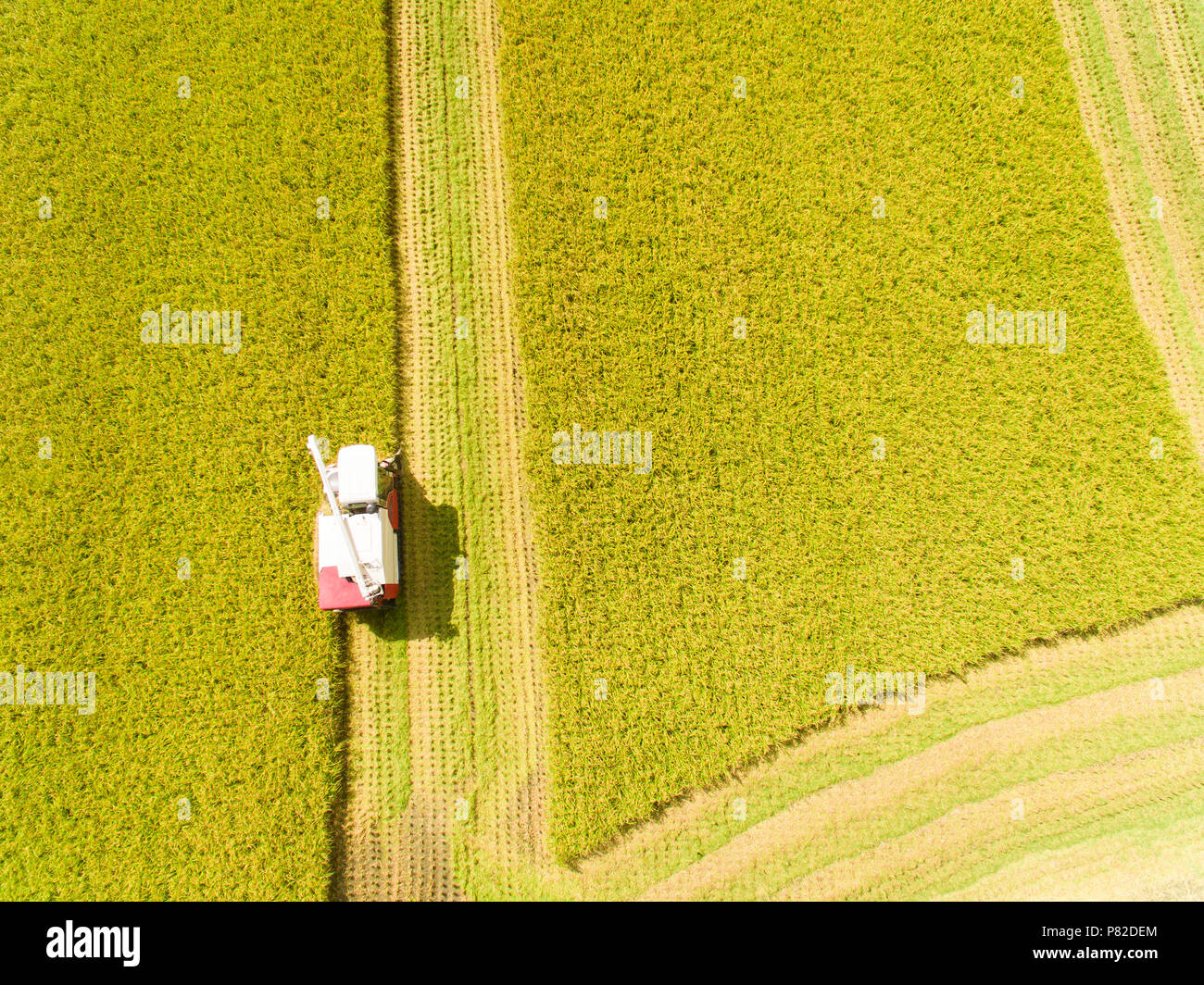 Vista aerea della mietitrebbia semovente Macchina con fattoria di riso Foto Stock