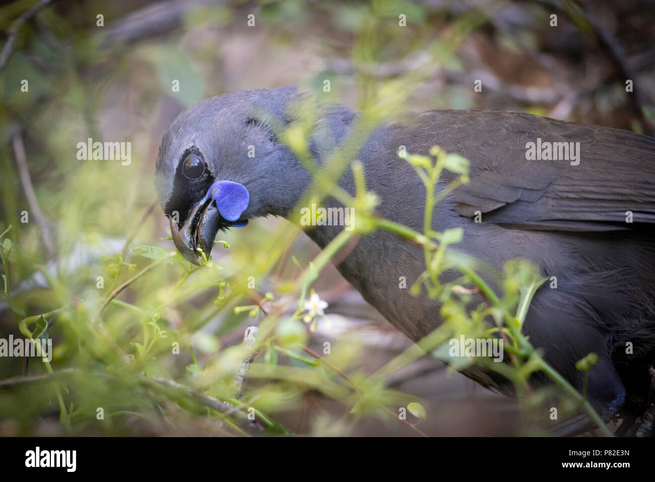 Isola del nord Kōkako, Nuova Zelanda Foto Stock