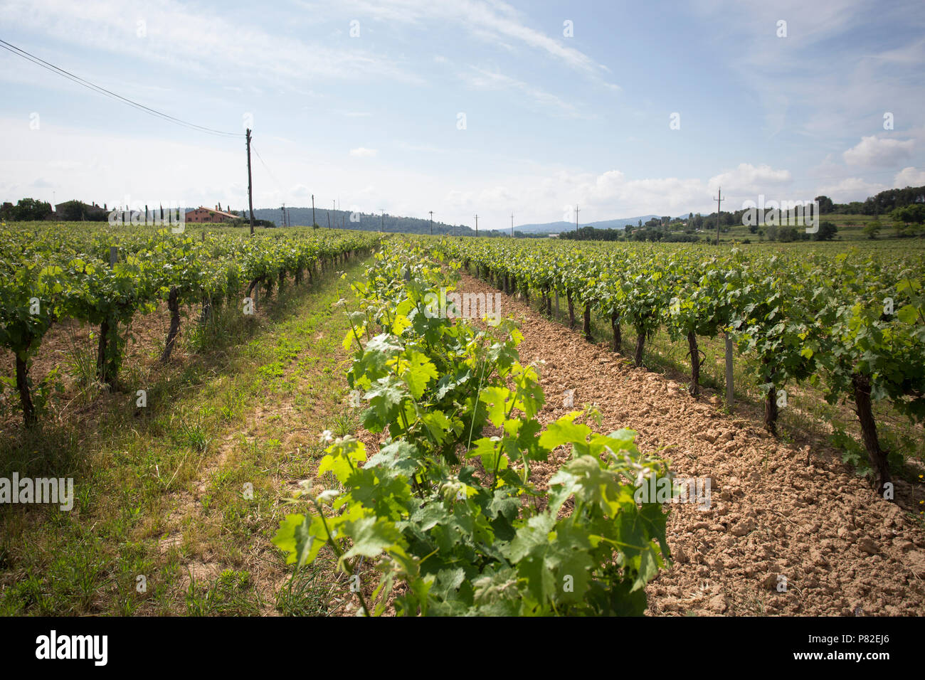 Valley con impianti di uve per vini varietali Foto Stock