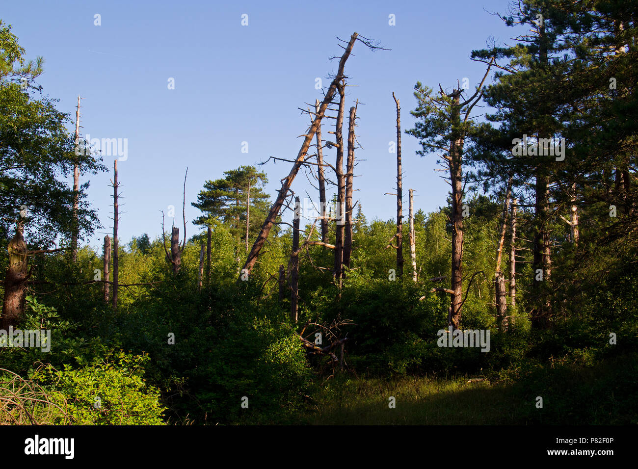 La rigenerazione naturale di una foresta sull'isola olandese Schiermonnikoog: giovane e fresco verde betulle crescente tra i vecchi e i morti di alberi di pino Foto Stock
