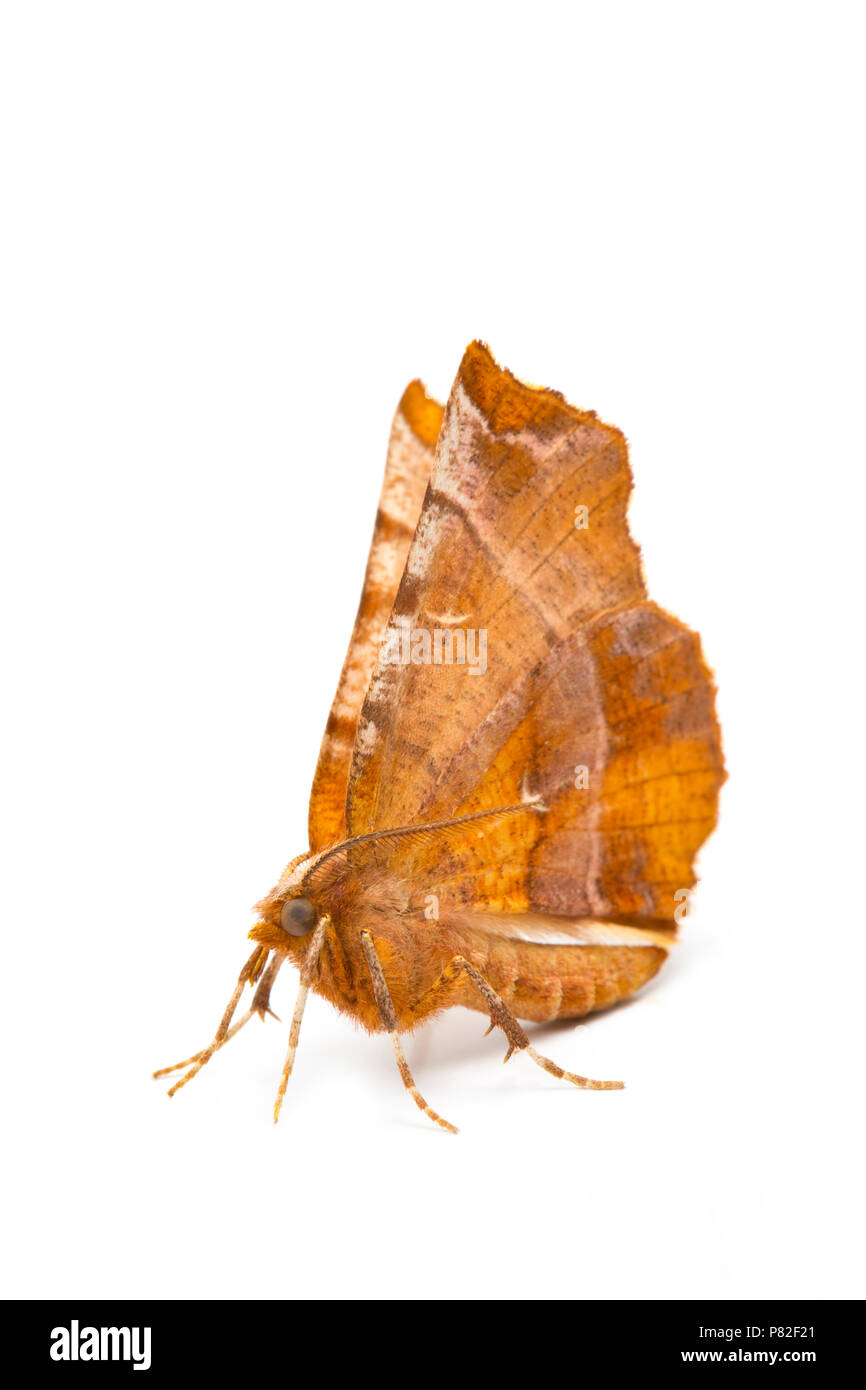 Un inizio di Thorn moth, Selenia dentaria, fotografato in uno studio a Luglio. Nord Inghilterra Dorset Regno Unito GB Foto Stock
