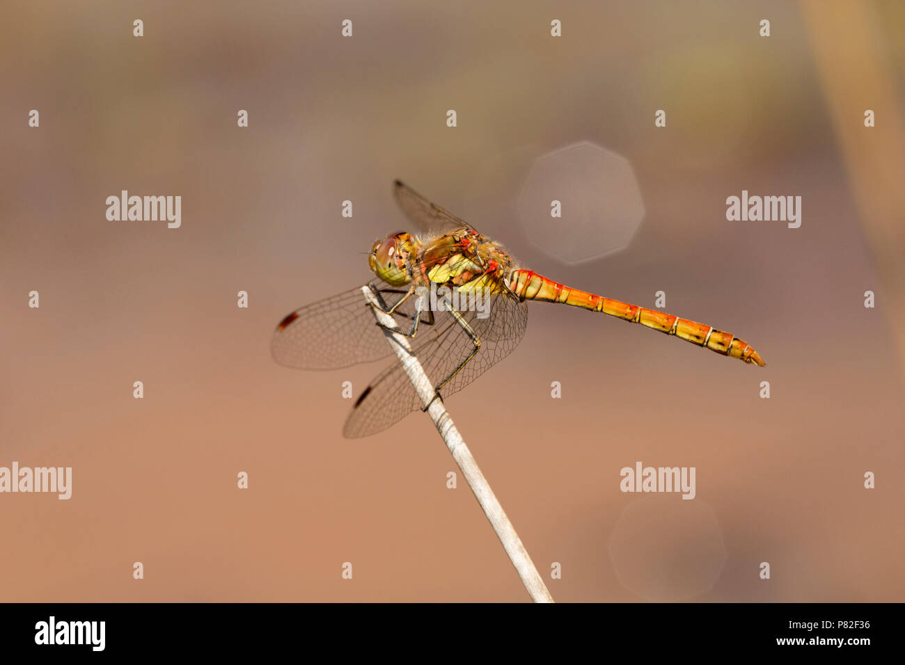 Un comune maschio darter dragonfly, Sympetrum striolatum, appoggiato da un pool di stagnante in un altrimenti essiccati-alto flusso nella nuova foresta durante il Regno Unito 2018 Foto Stock