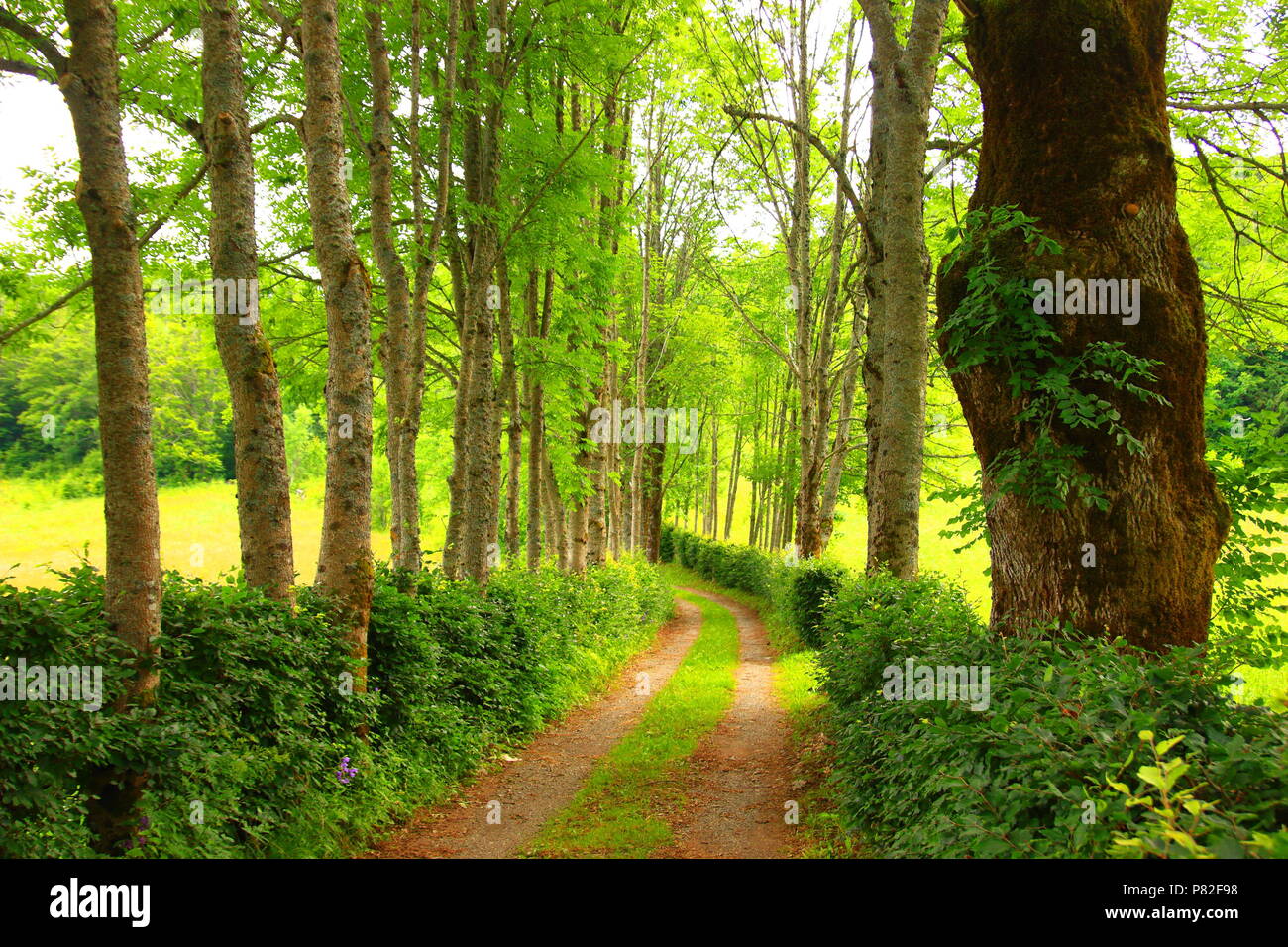 Sentiero forestale attraverso il vicolo degli alberi Foto Stock