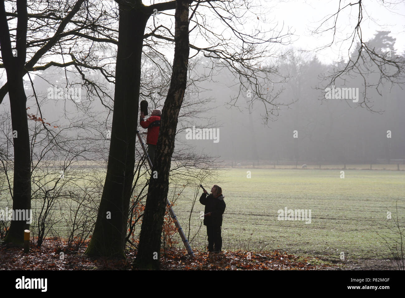 Vleermuizenkast, Batbox Foto Stock