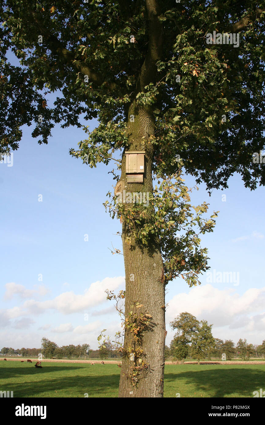 Vleermuizenkast, Batbox Foto Stock