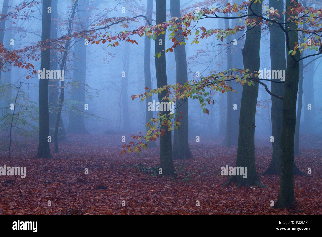 Beukenbos in de vroege ochtend; foresta di faggio di prima mattina Foto Stock