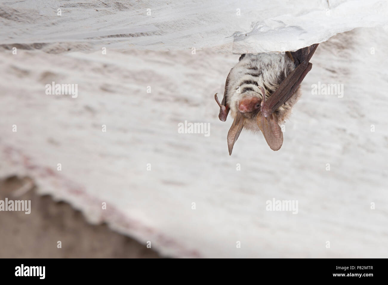 In Bechsteinsvleermuis winterslaap, Bechstein bat in modalità di ibernazione Foto Stock