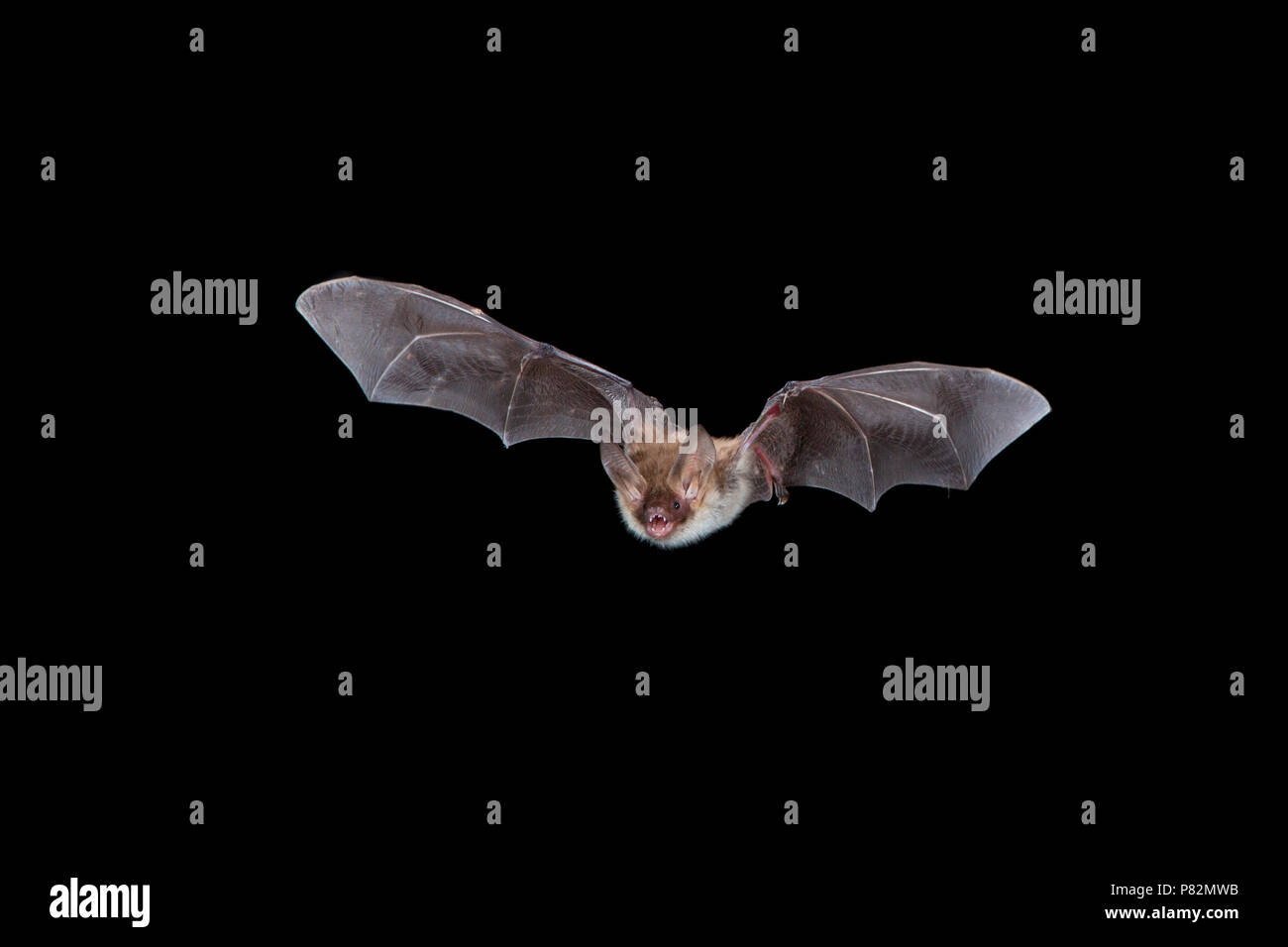 Bechsteins Vleermuis in de vlucht; Bechstein Bat in volo Foto Stock