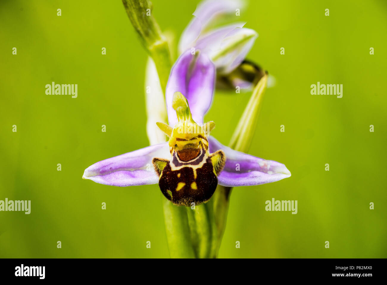 Bijen orchis, Bee Orchid, Ophrys apifera Foto Stock