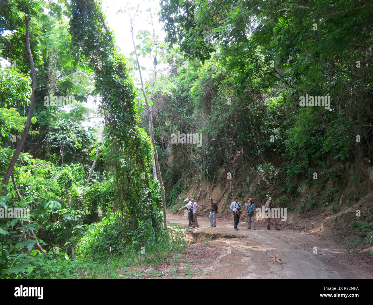 Vogelaars wandeld in tropisch bos bij Minca, Santa Marta, Colombia; Birdwatching a piedi nella foresta pluviale tropicale a Minca, Santa Marta, Colombia Foto Stock