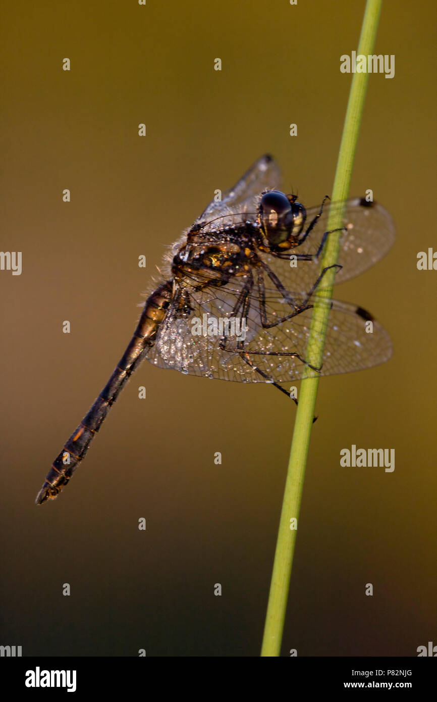 Bedauwde Zwarte heidelibel; Nero darter ricoperti di rugiada; Foto Stock