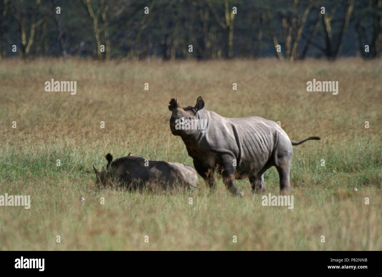 Zwarte Neushoorn; Rinoceronte nero Foto Stock