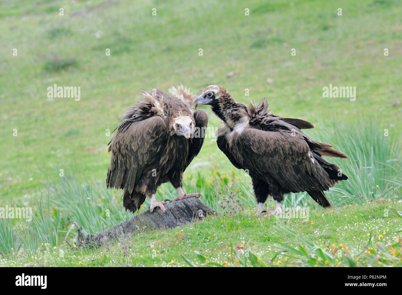 Avvoltoi nero in Spagna Foto Stock