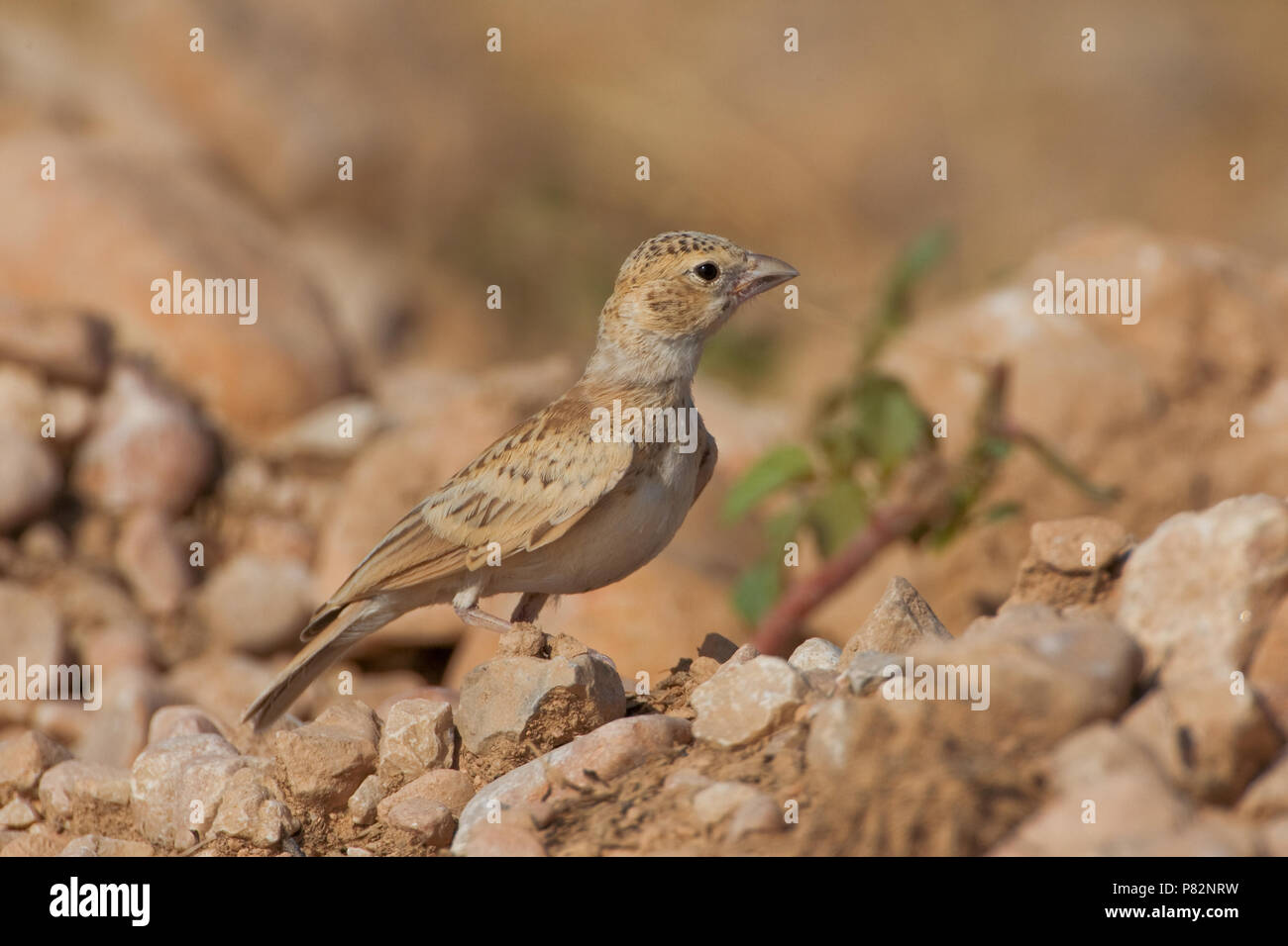 Allodola passero capinera; nero-incoronato Finch Lark; Eremopterix Foto Stock