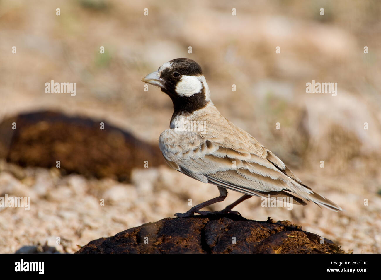 Allodola passero capinera; nero-incoronato Finch Lark; Eremopterix Foto Stock