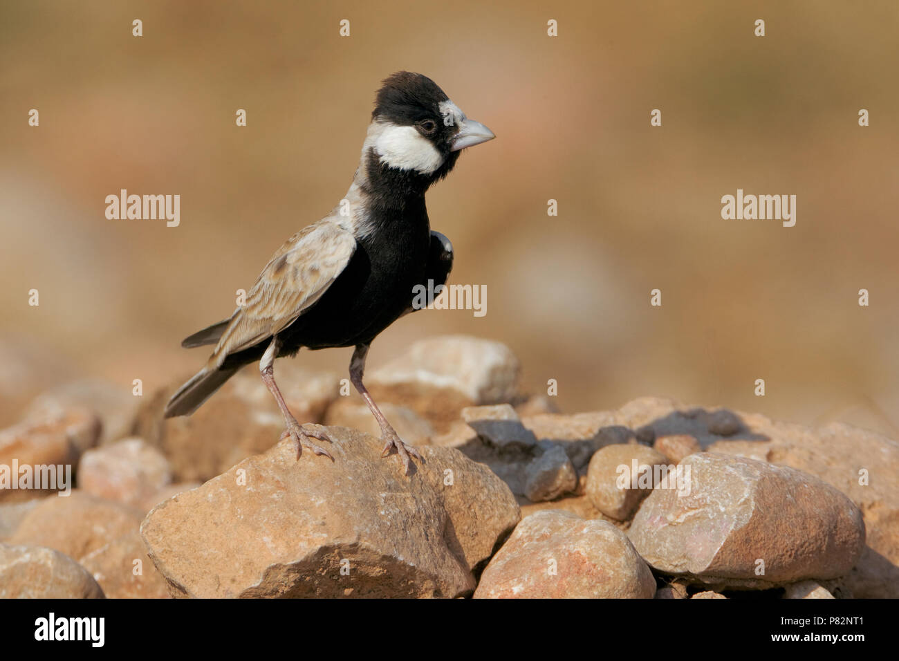 Allodola passero capinera; nero-incoronato Finch Lark; Eremopterix Foto Stock
