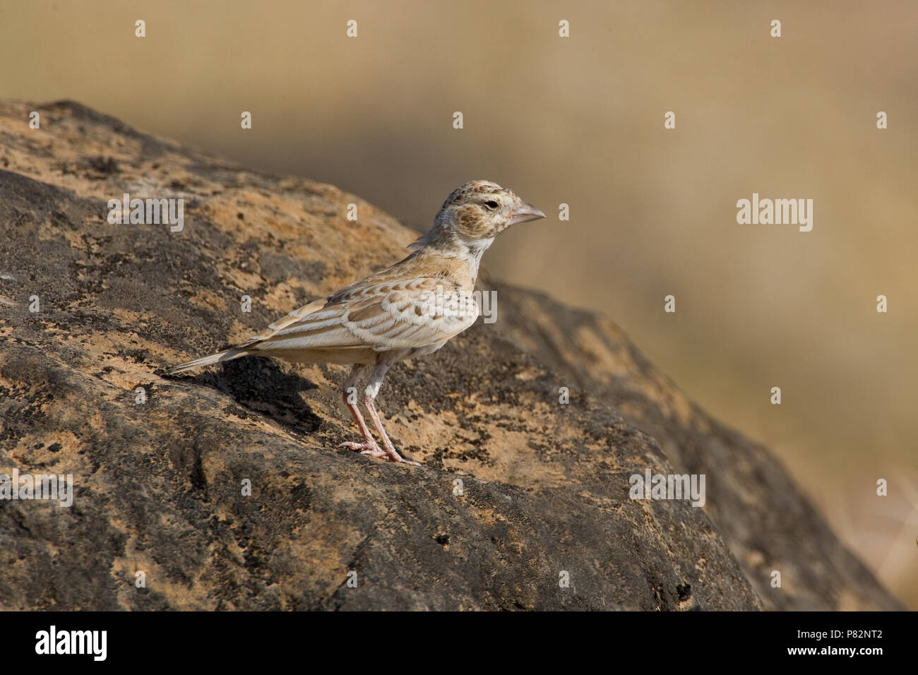 Allodola passero capinera; nero-incoronato Finch Lark; Eremopterix Foto Stock