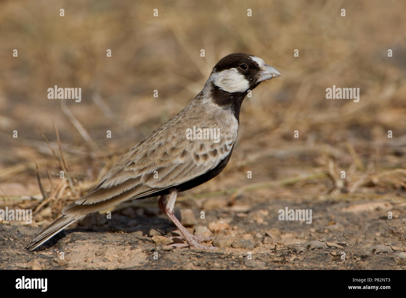 Allodola passero capinera; nero-incoronato Finch Lark; Eremopterix Foto Stock