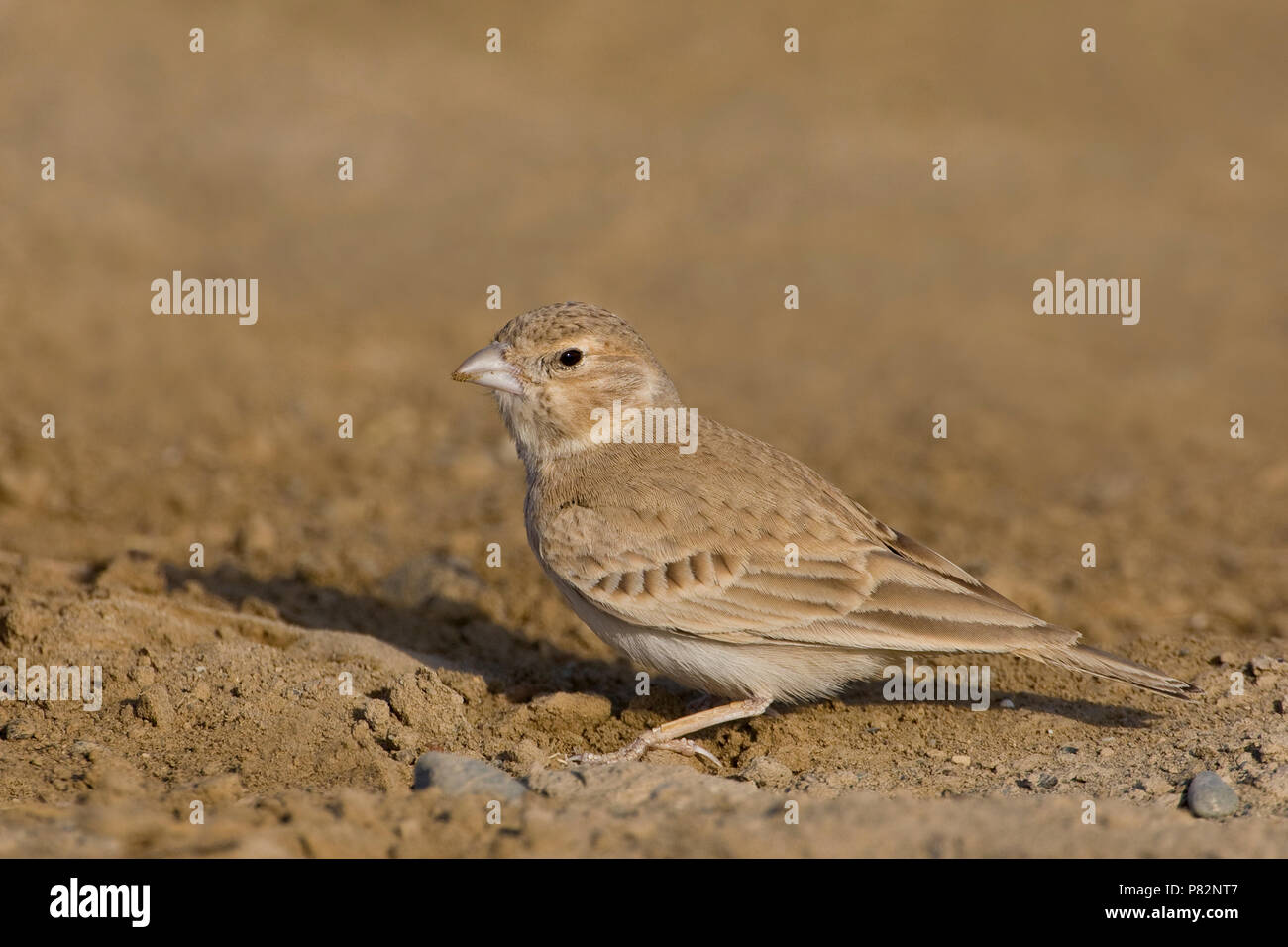 Allodola passero capinera; nero-incoronato Finch-Lark; Eremopterix Foto Stock