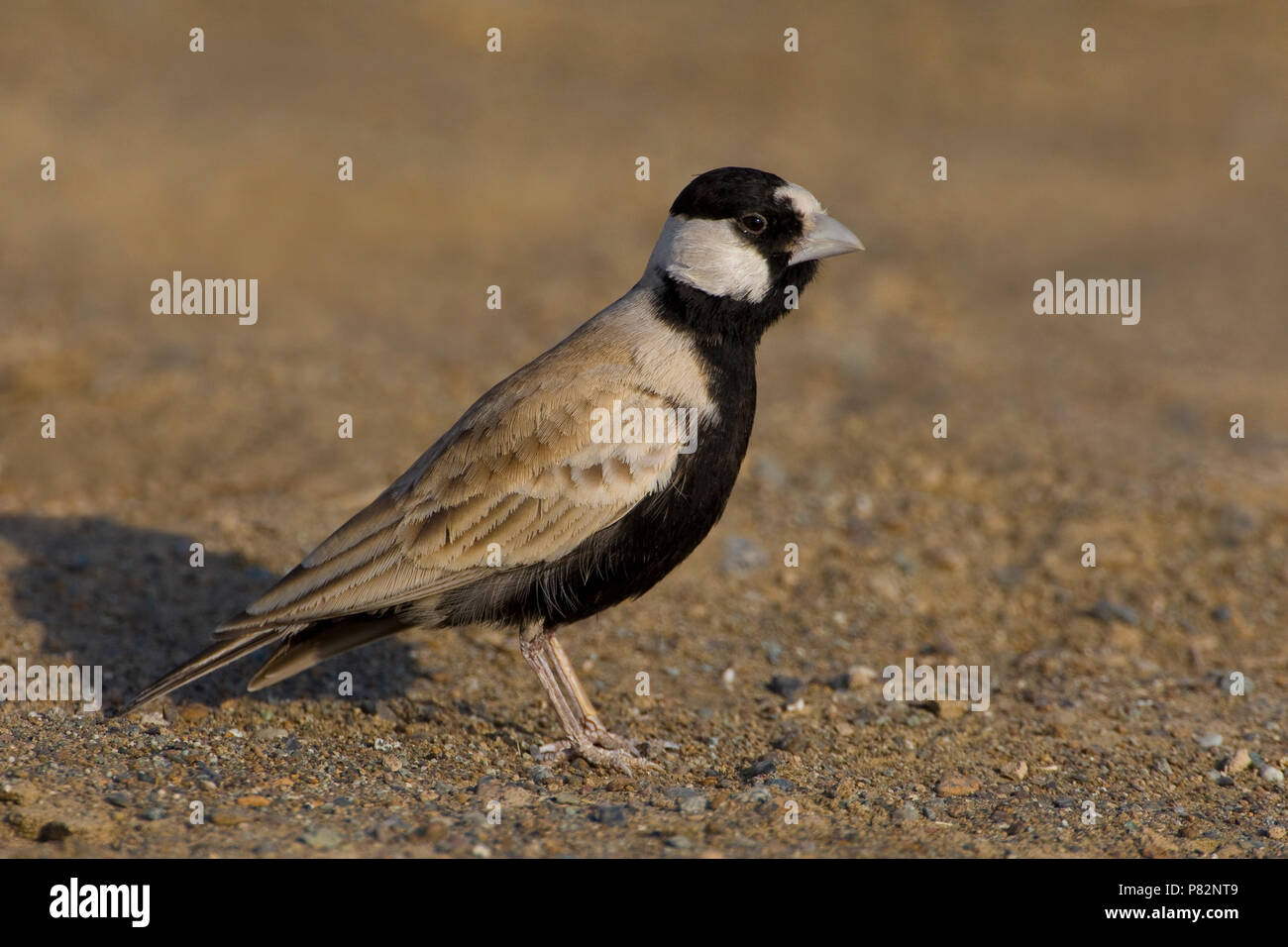 Allodola passero capinera; nero-incoronato Finch-Lark; Eremopterix Foto Stock