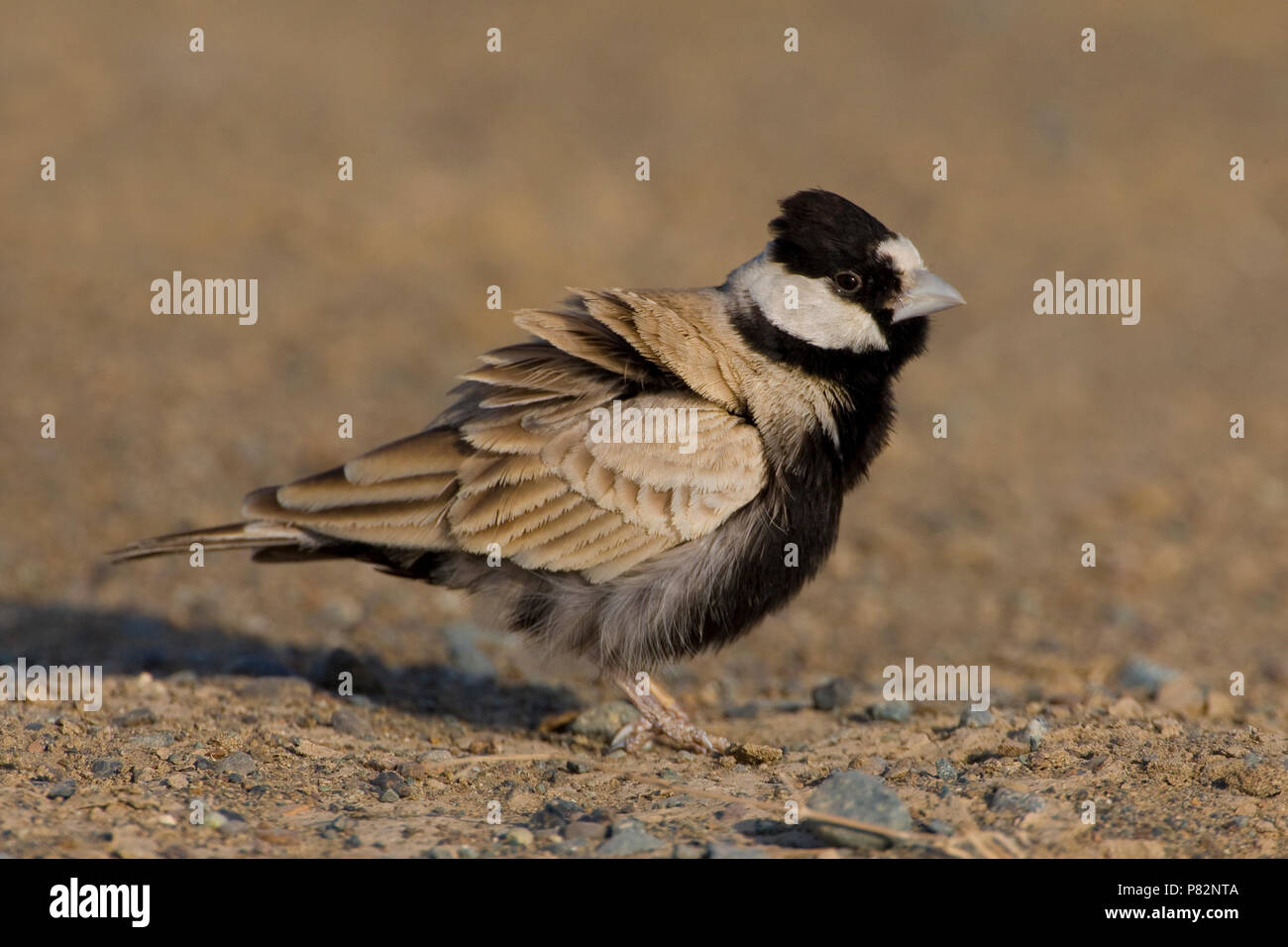 Allodola passero capinera; nero-incoronato Finch-Lark; Eremopterix Foto Stock