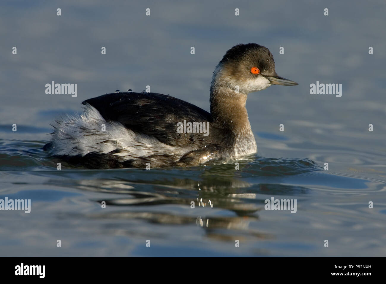 Svasso piccolo; nero a collo svasso; Podiceps nigricollis Foto Stock