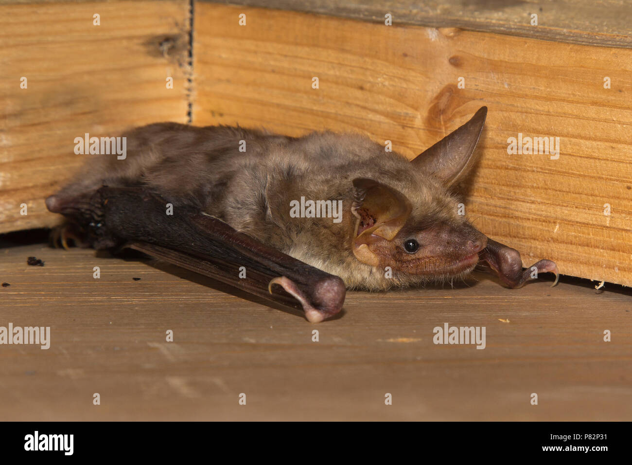 Vale Vleermuis, maggiore Mouse-Eared Bat Myotis Myotis Foto Stock