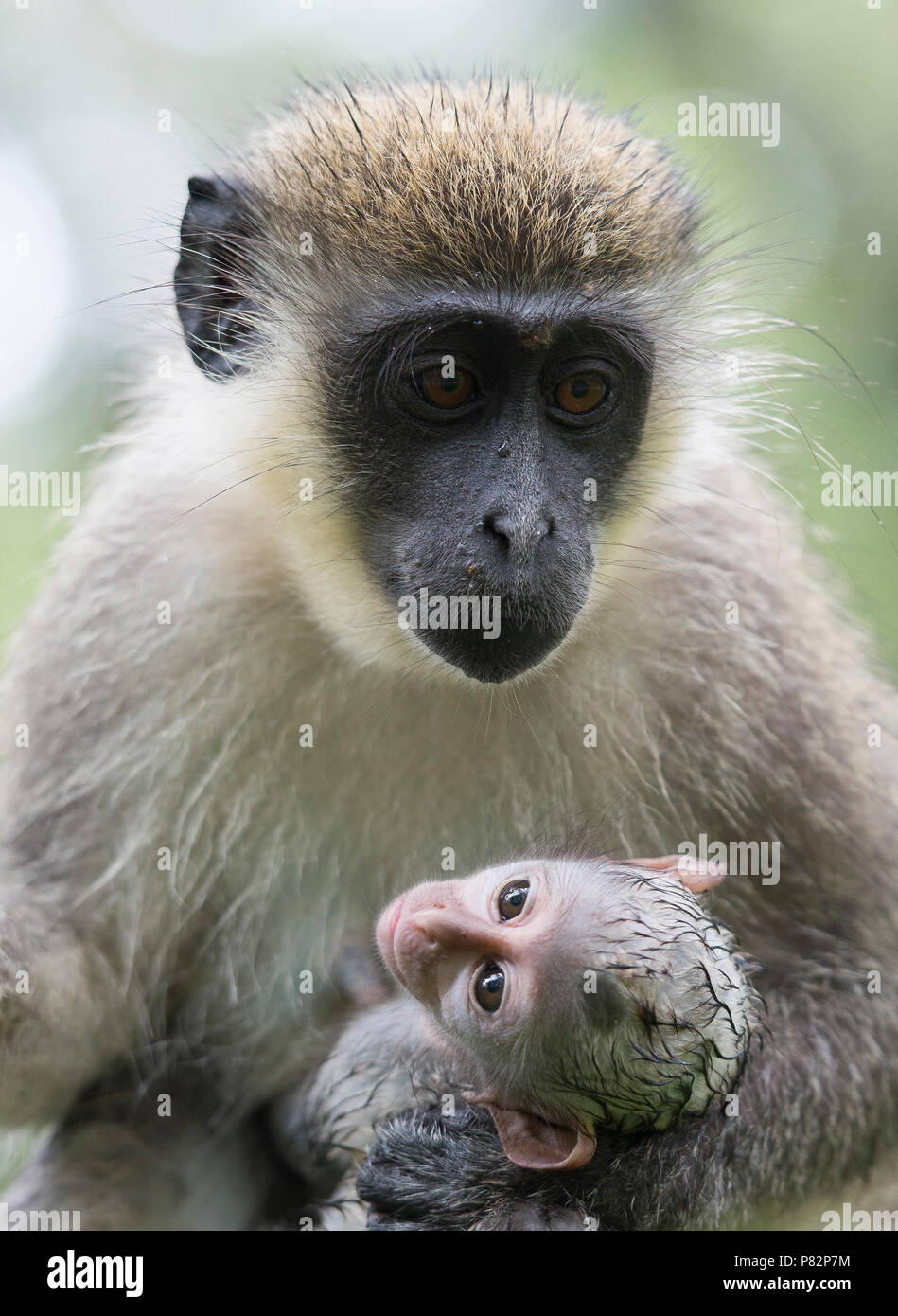 Groene Meerkat incontrato jong, Vervet monkey con i giovani Foto Stock