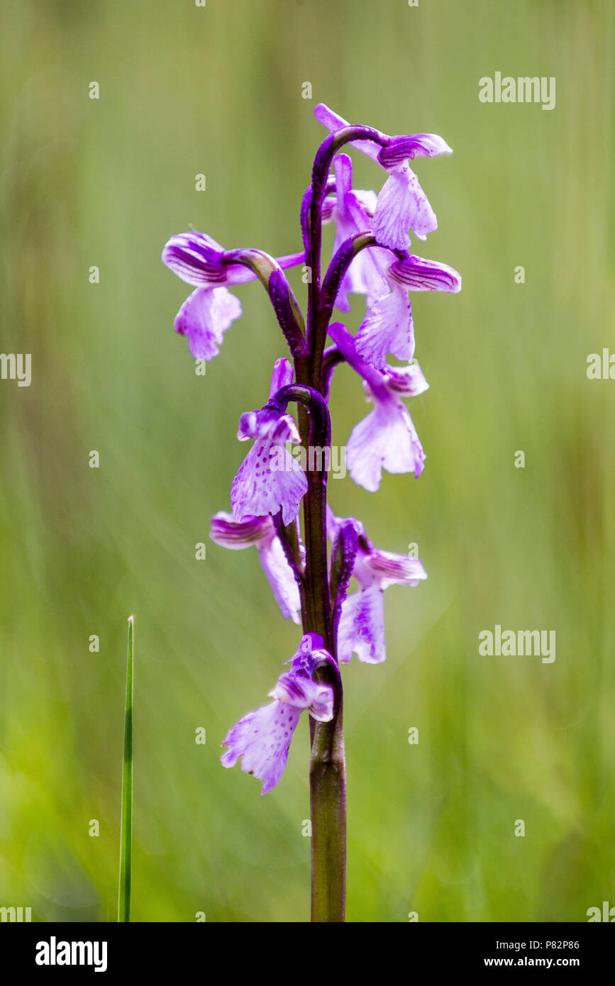 Harlekijn, verde-winged Orchid Anacamptis morio Foto Stock
