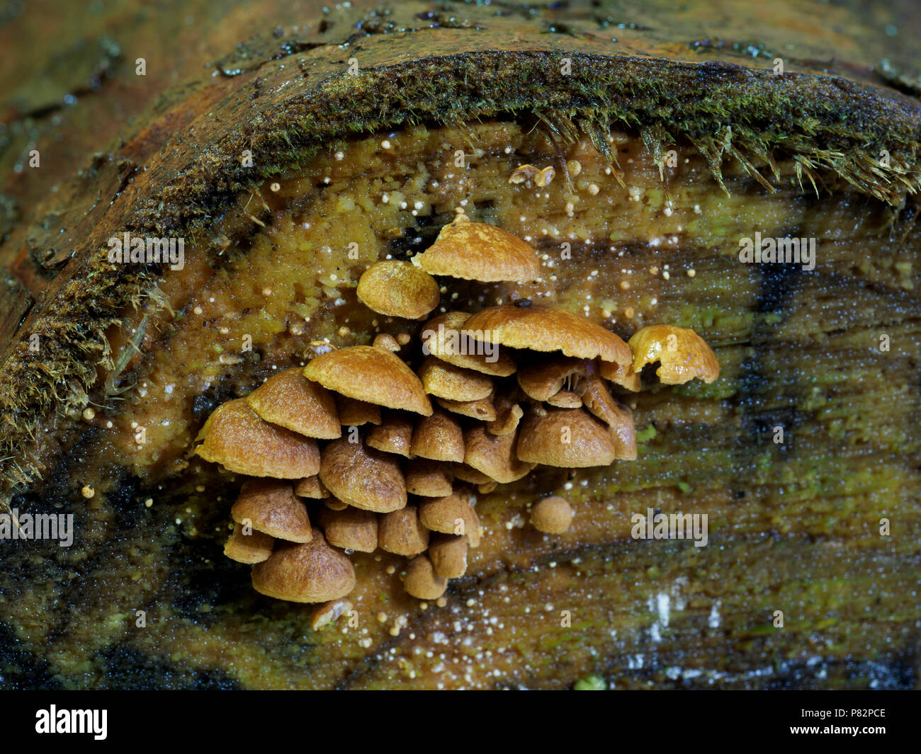 I funghi che crescono su estremità di smorzare il taglio di legna da ardere log in logpile d'inverno. Foto Stock