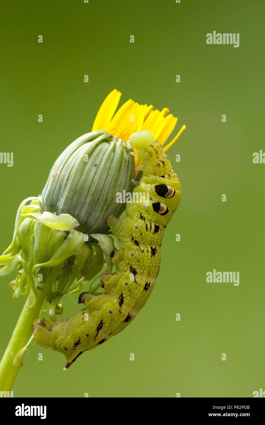 Rups van het Groot avondrood, Caterpillar di Elephant Hawk-moth Foto Stock