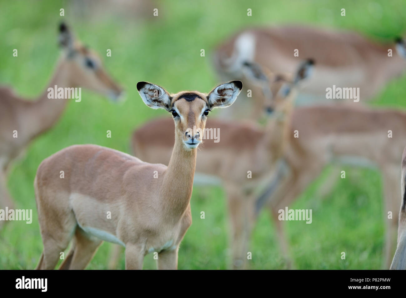 Impala allevamento nel Parco di Kruger Foto Stock