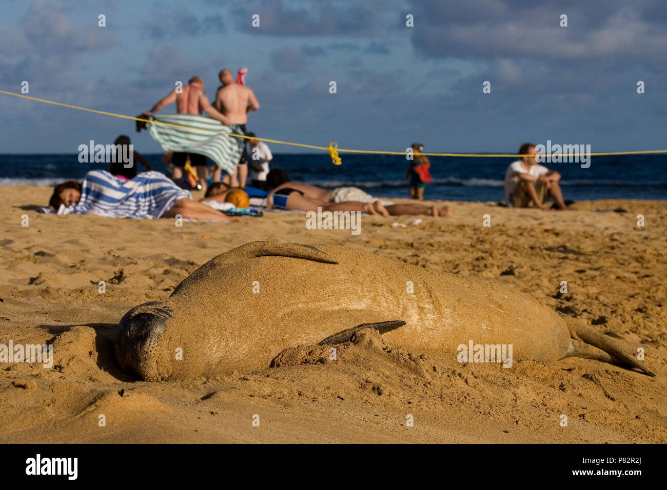 HawaAanse monniksrob zonnend op het strand tussen toeristen; Hawaiian Foca Monaca prendere il sole sulla spiaggia tra toerists Foto Stock